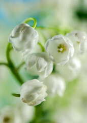 Blooming Lily of the valley flowers