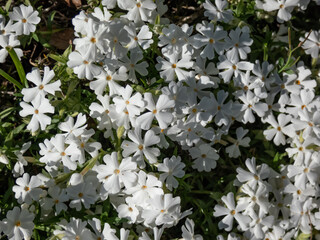 Close-up of the dense, mat-forming, evergreen creeping phlox (Phlox subulata) 'Maischnee' flowering with white flowers in garden in spring