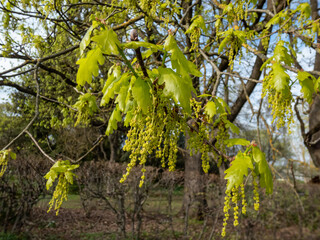 Pedunculate oak (Quercus robur) tree flowers and bright green leaves in early spring. Oak flowering with small flowers