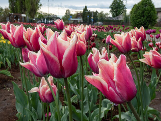 Close-up of the tulips of pink cup-shaped flowers edged white in garden in spring