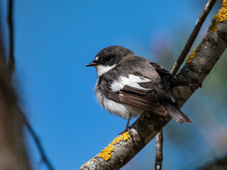 Breeding male of European pied flycatcher (Ficedula hypoleuca) with black feathers above and white below and a large white wing patch sitting on a tree branch