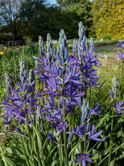 Great camas or large camas (Camassia leichtlinii) flowering with spikes of star-shaped blue flowers with yellow anthers through grassy leaves in a garden in summer