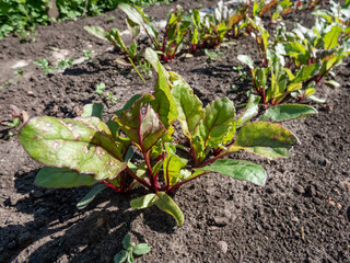 Small beet (Beta vulgaris) plant seedlings growing in a vegetable bed with green and red veined leaves in the garden