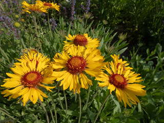 Great Blanket Flower (Gailardia aristata) boasting daisy-like yellow and orange flower heads in the garden in summer