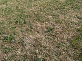 Yellow, completely dried out grass and lawn exposed to full sun, hot weather and lack of rain after prolunged heat