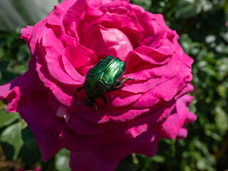 Metallic rose chafer or the green rose chafer (Cetonia aurata) crawling on a bright pink rose bloom in te garden in sunlight