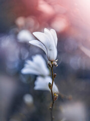 Macro of blooming magnolia flowers in white color. Shallow depth of field. Warm dreamy light in the background. Beautiful and romantic color with details on the blossom