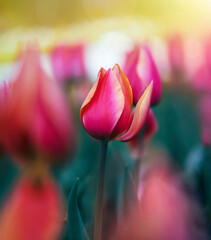 Macro of a single isolated pink and yellow tulip flower against a soft, blurred green background...