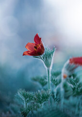 Obraz premium Close up of a red pasqueflower flower on teal background filled with bokeh balls and dreamy light. Isolated subject with soft focus and dreamy surroundings