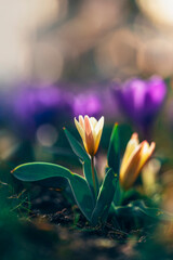 Macro of a single isolated yellow early Spring tulip flower against a soft, blurred dreamy background with bokeh bubbles and sunshine. Purple crocuses in the back