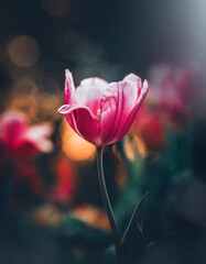Macro of a single isolated pink tulip flower against a soft, blurred dark background with bokeh bubbles and sunshine