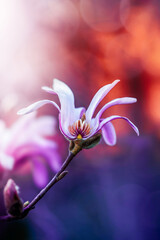Macro of blooming magnolia flowers in pink color. Shallow depth of field. Warm dreamy light in the...