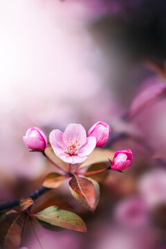 Macro of blooming apple flowers in pink color. Shallow depth of field. Warm dreamy light in the background. Beautiful and romantic color with details on the blossom