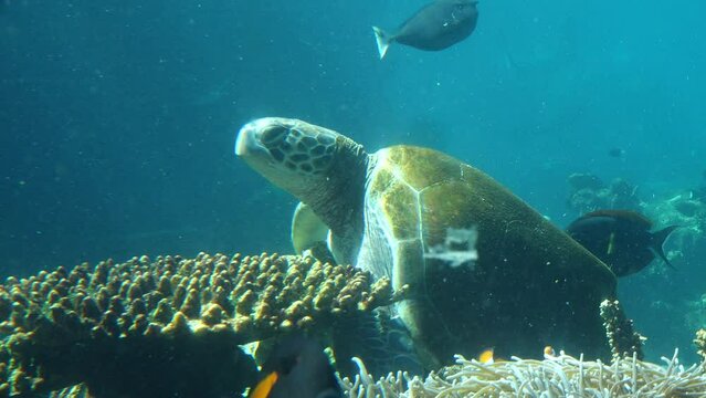 Hawksbill sea turtle (Eretmochelys imbricata) in coral reef at the great barrier reef at the tropical far north of Queensland, Australia 