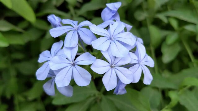 4k video of cape leadwort (Plumbago auriculata
) flowers with natural bird sound in the background