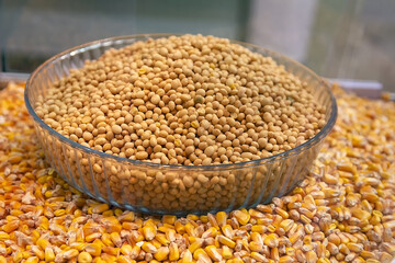 Soybean and corn seeds close-up