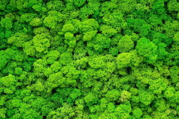 Green moss wall for garden decor.