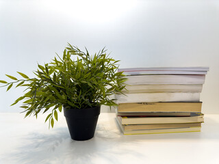 Green plant next to pile of books with white background. creative photo.