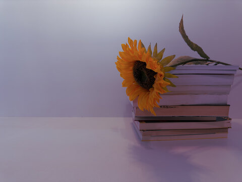 Sunflower next to pile of books with white background. creative photo.