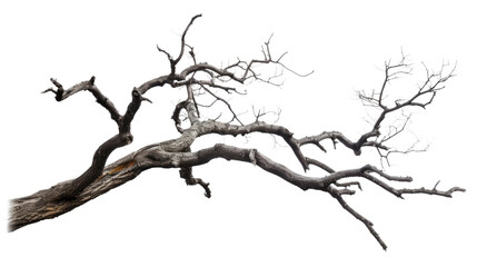 old dead spooky tree isolated on white or transparent png