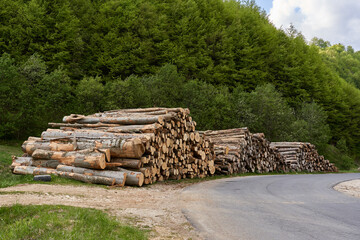 Large stack of timber in the forest - 808651461