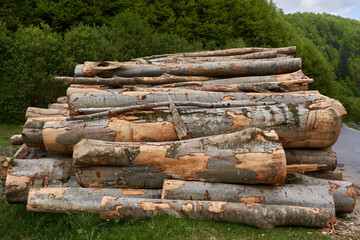 Large stack of timber in the forest - 808651468