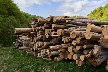 Large stack of timber in the forest - 808651469