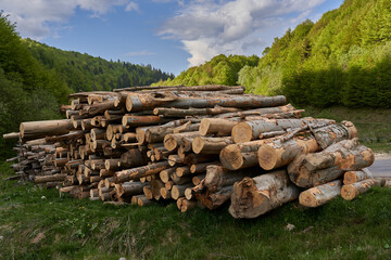 Large stack of timber in the forest - 808651479
