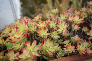 closeup of succulent plant in a mediterranean garden