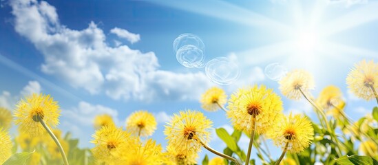 Springtime brings forth vibrant dandelion flowers symbolizing the journey of personal growth with the guidance of a life coach A captivating web banner awaits offering a remarkable copy space image