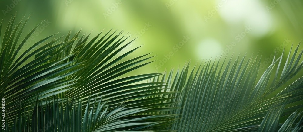 Poster the picture shows a captivating green background adorned with vibrant palm branches providing ample 
