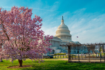 The capitol, american spring, spring in congress. Blossom spring in Washington DC. Capitol building...