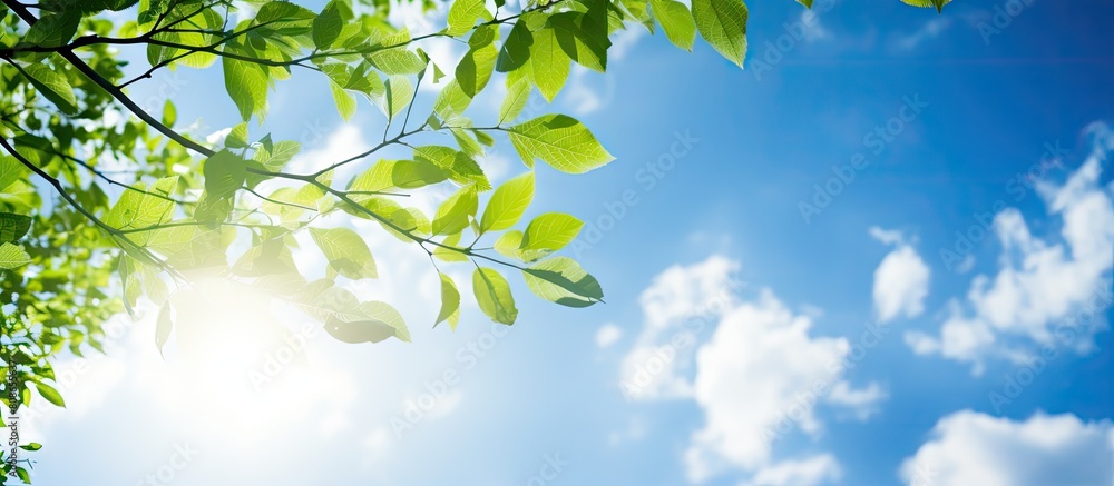 Wall mural a sunny blue sky serves as the backdrop for a tree branch adorned with green leaves creating a summe