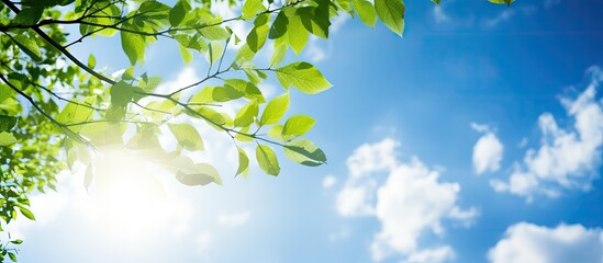 A sunny blue sky serves as the backdrop for a tree branch adorned with green leaves creating a summer themed image with ample space for additional content - Powered by Adobe