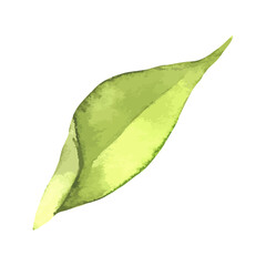 Fototapeta premium Abstract Leaf Element Green Watercolor