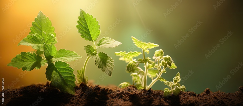 Aufkleber the transformation of catnip leaves from green to brown beautifully captured in a closeup copy space