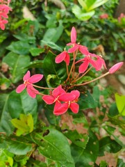 Bougainvillea with small petals