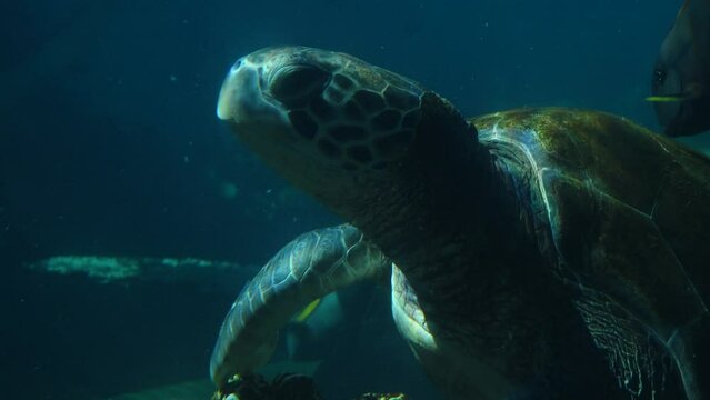 Hawksbill sea turtle (Eretmochelys imbricata) in coral reef at the great barrier reef at the tropical far north of Queensland, Australia 