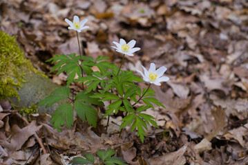 Blühende Buschwindröschen (lat.: Anemone nemorosa) im Wald im Vorfrühling (Frühblüher)