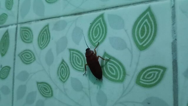 A cockroach on a wall