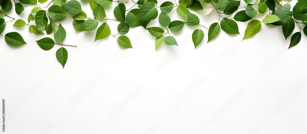 Poster copy space image featuring leaves set against a white background providing ample room for text place