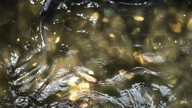 two snakehead fish in a murky pond. snakehead fish that swim in circles