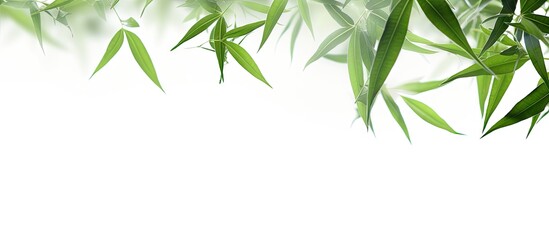 An image showing bamboo leaves against a white background with empty space around them for text or other elements. Copy space image. Place for adding text and design