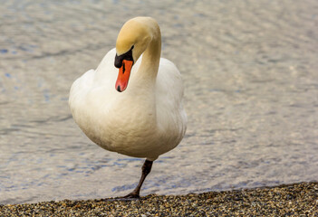 A swan stands on one leg on the shore of Lake Geneva