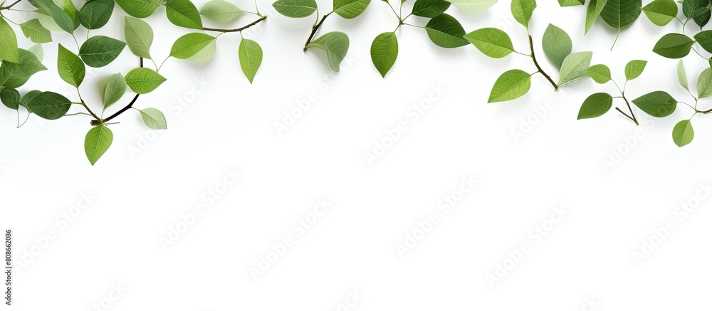 Poster copy space image featuring leaves set against a white background providing ample room for text place