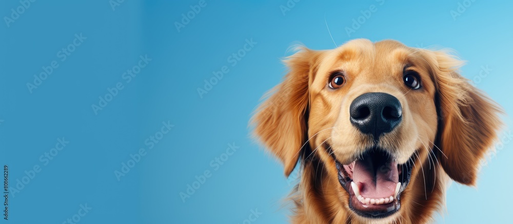 Poster golden retriever dog with a surprised expression depicting a comical face as it gazes with an open m