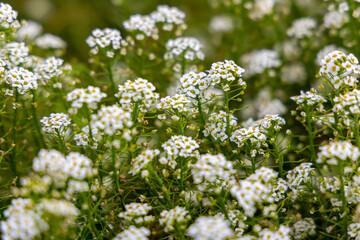 Closeup of white flowers on green stems