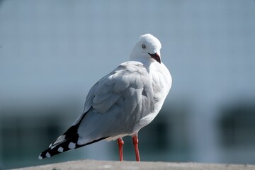 A Close Encounter with a Gull