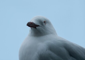 A Close Encounter with a Gull