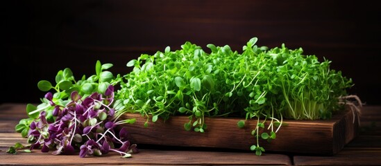 An assortment of freshly cut microgreens placed diagonally on weathered wooden boards accompanied by a bottle of aromatic spices creating a culinary themed design with ample copy space for customizat